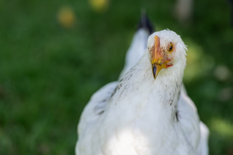 Ludmilla die Tänzerin